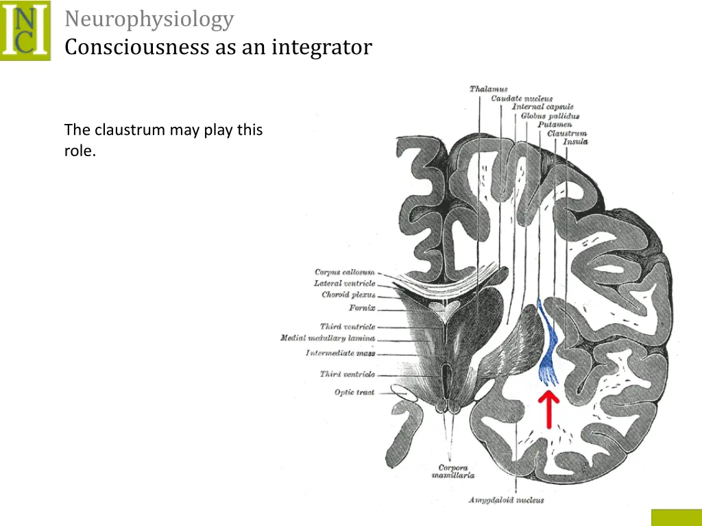 neurophysiology consciousness as an integrator 1