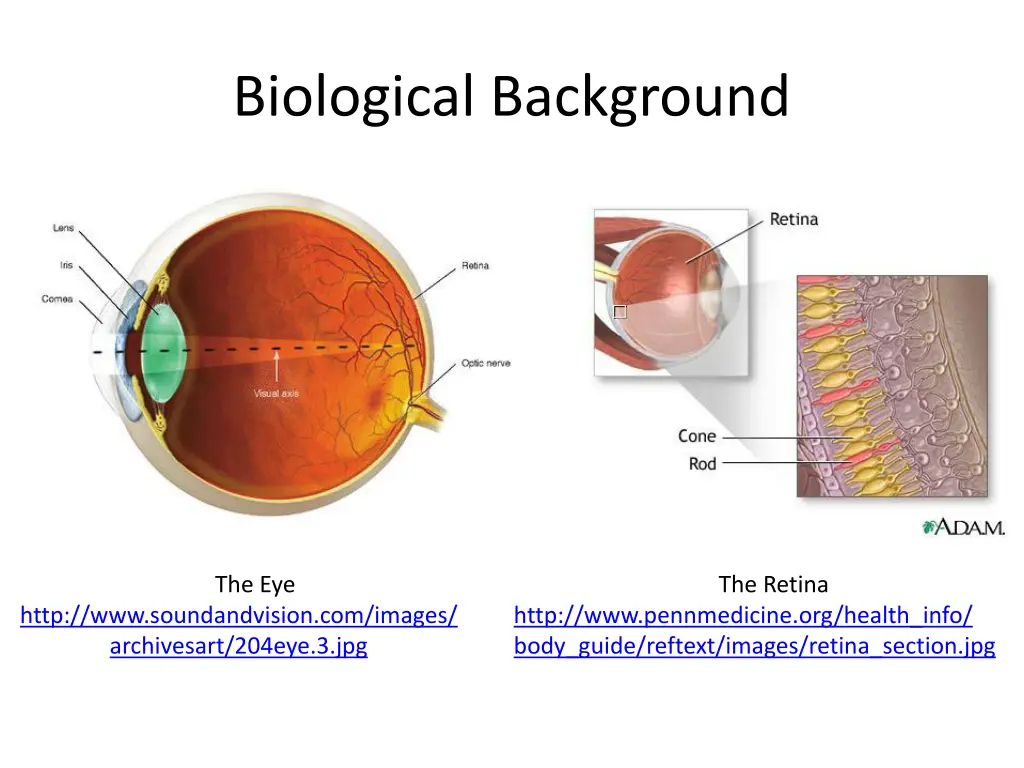 biological background