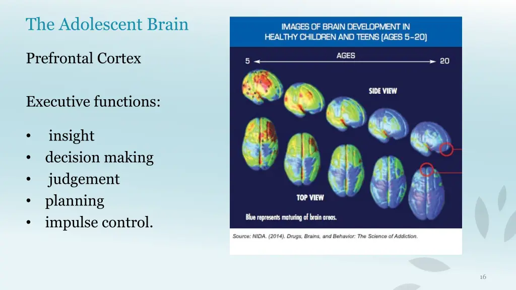 the adolescent brain