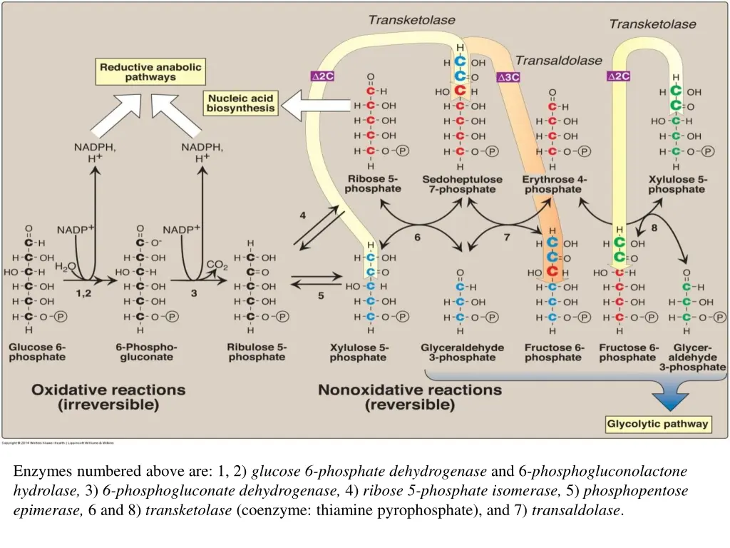 enzymes numbered above are 1 2 glucose