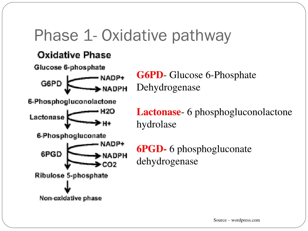 phase 1 oxidative pathway