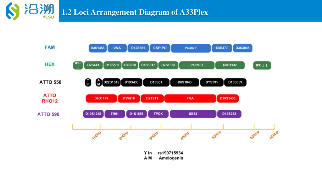 1 2 loci arrangement diagram of a33plex