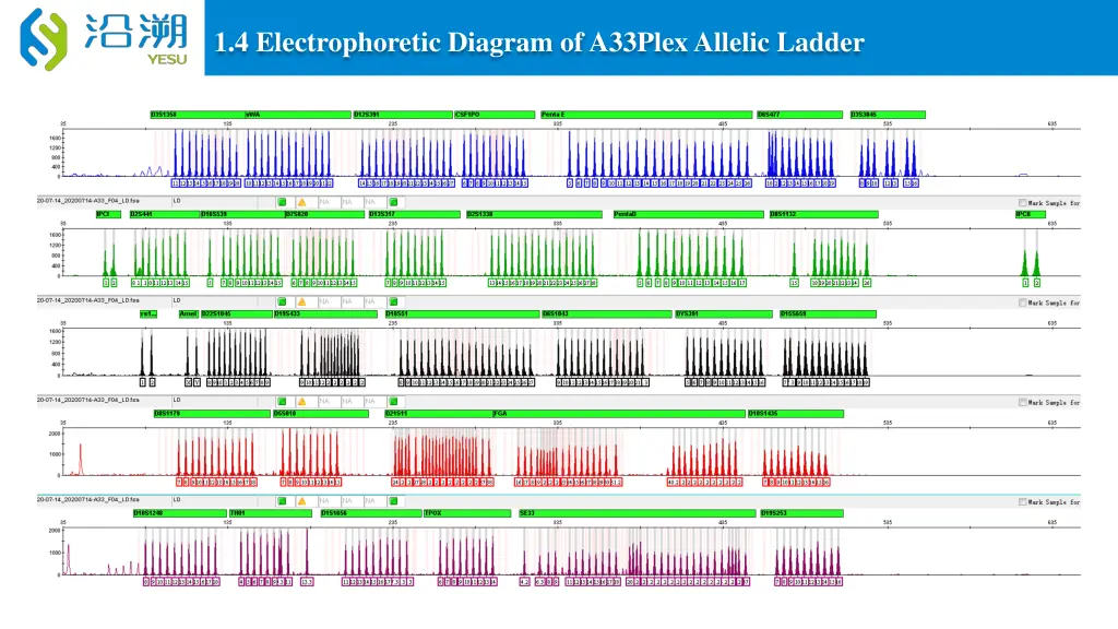 1 4 electrophoretic diagram of a33plex allelic