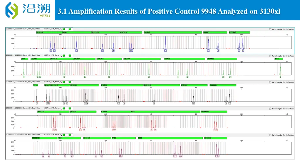 3 1 amplification results of positive control