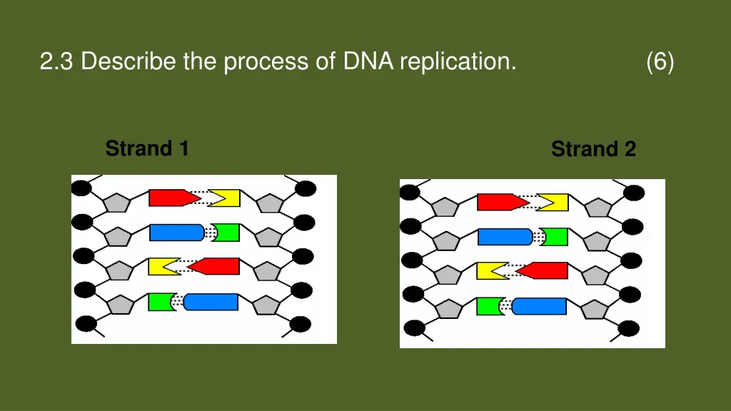 2 3 describe the process of dna replication 6