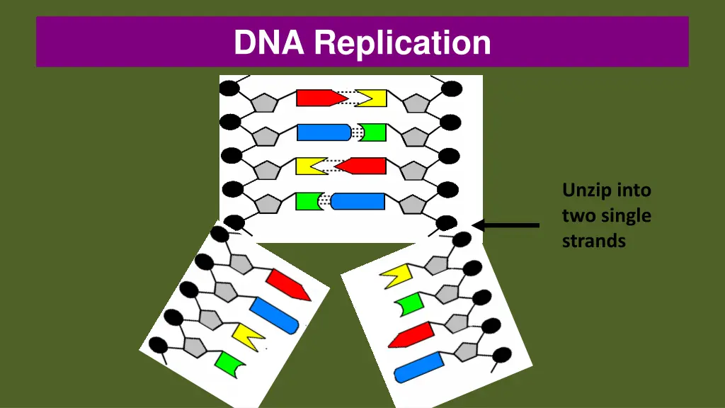 dna replication