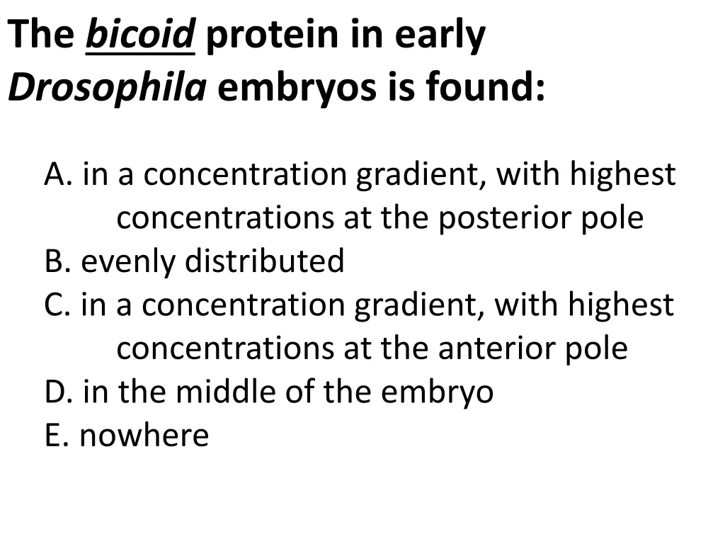 the bicoid protein in early drosophila embryos