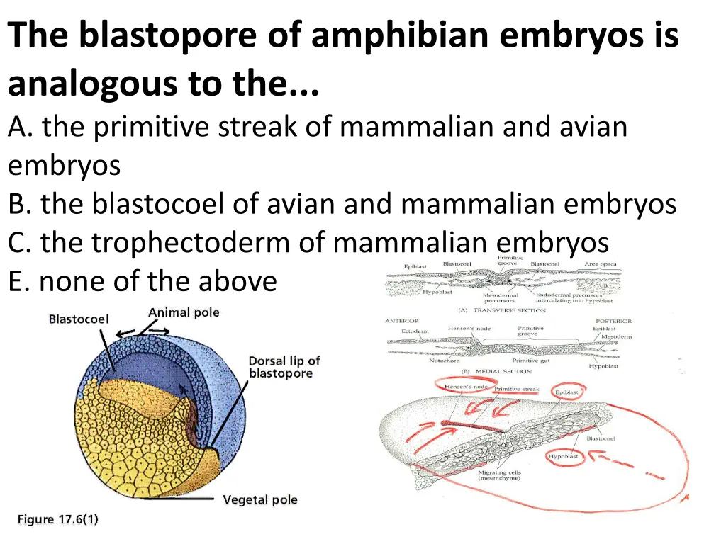 the blastopore of amphibian embryos is analogous