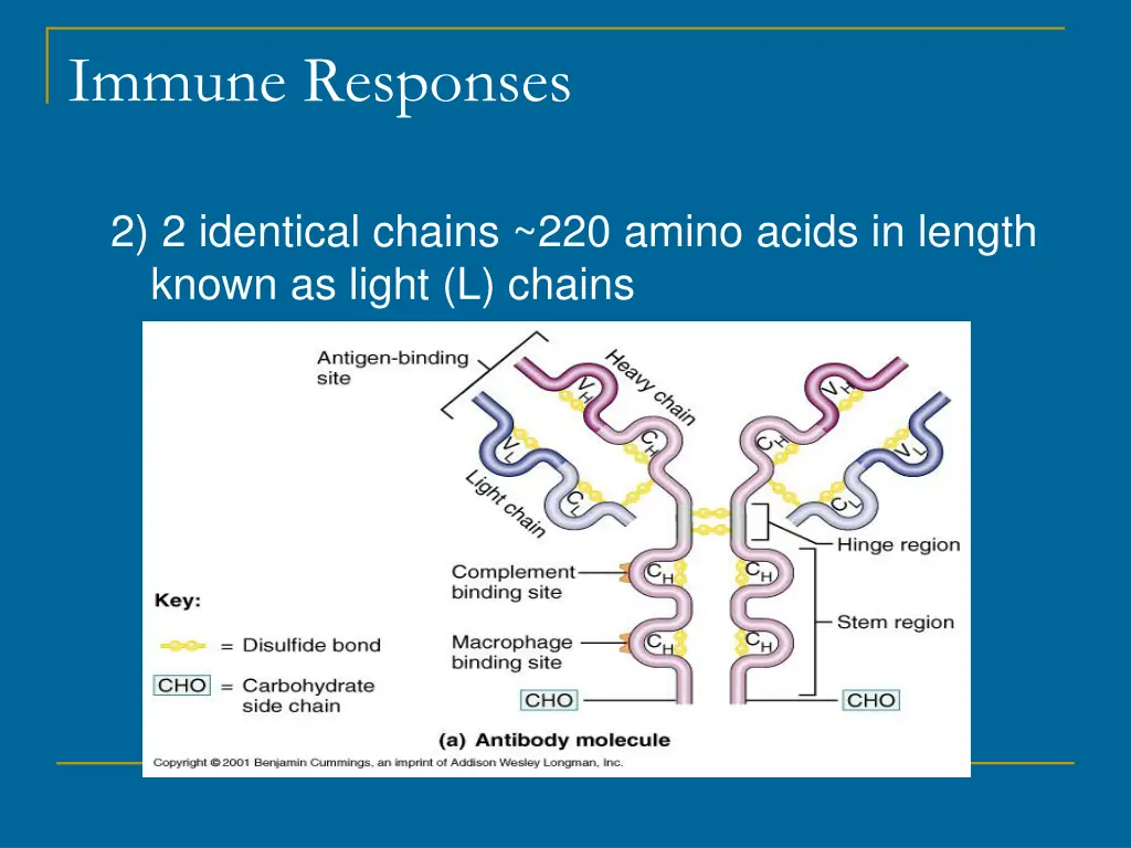 immune responses 20
