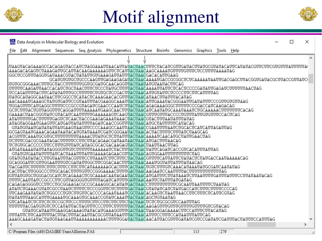 motif alignment