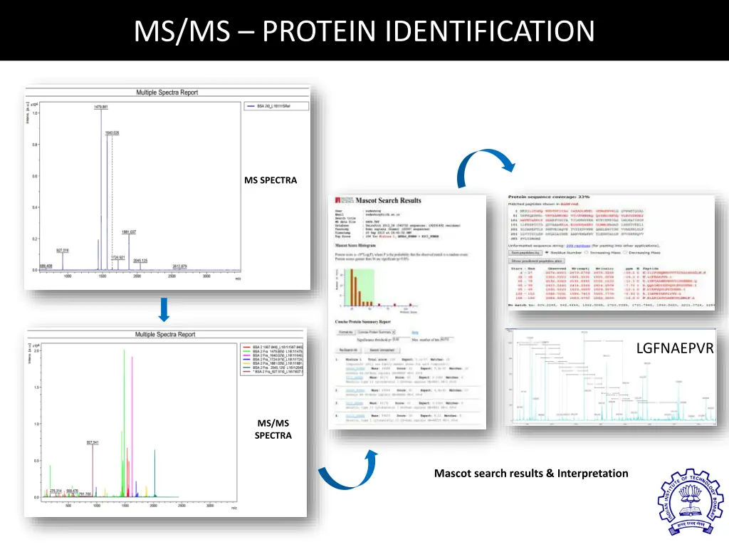 ms ms protein identification