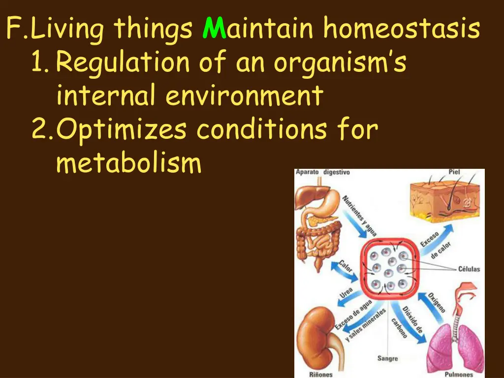 f living things m aintain homeostasis