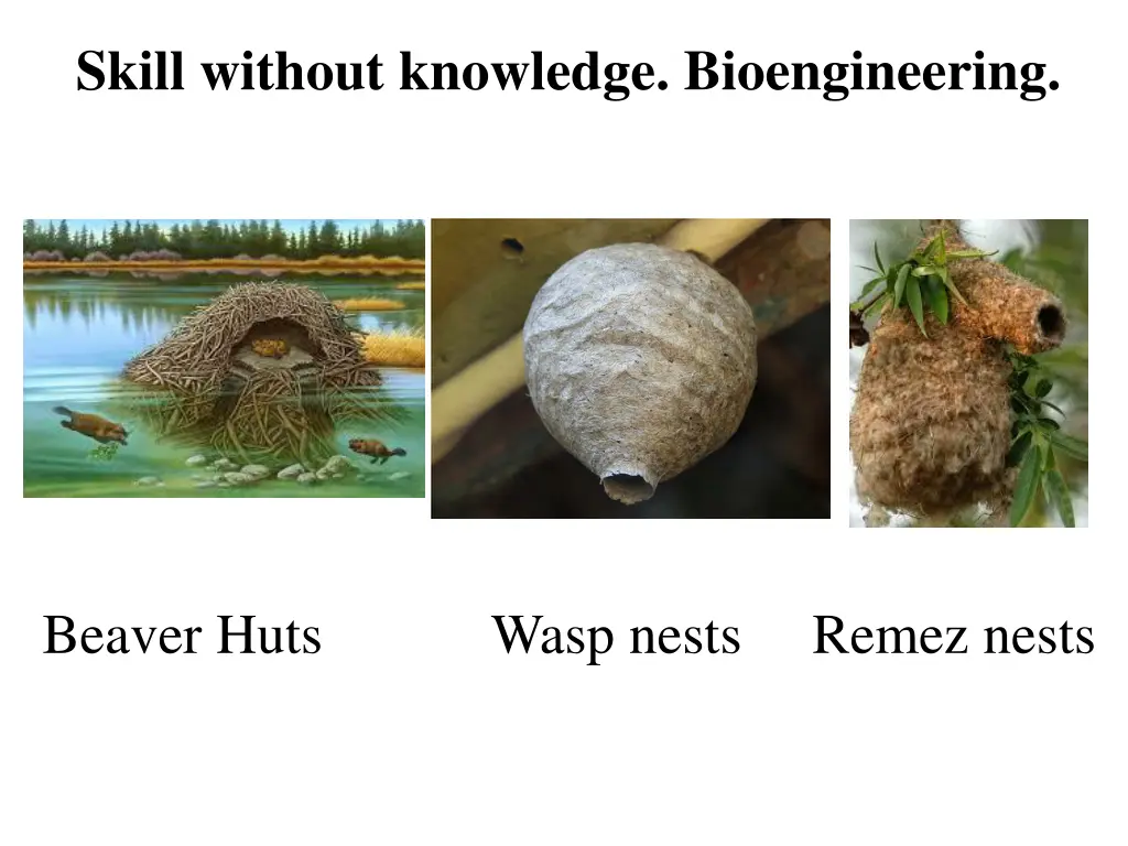 skill without knowledge bioengineering