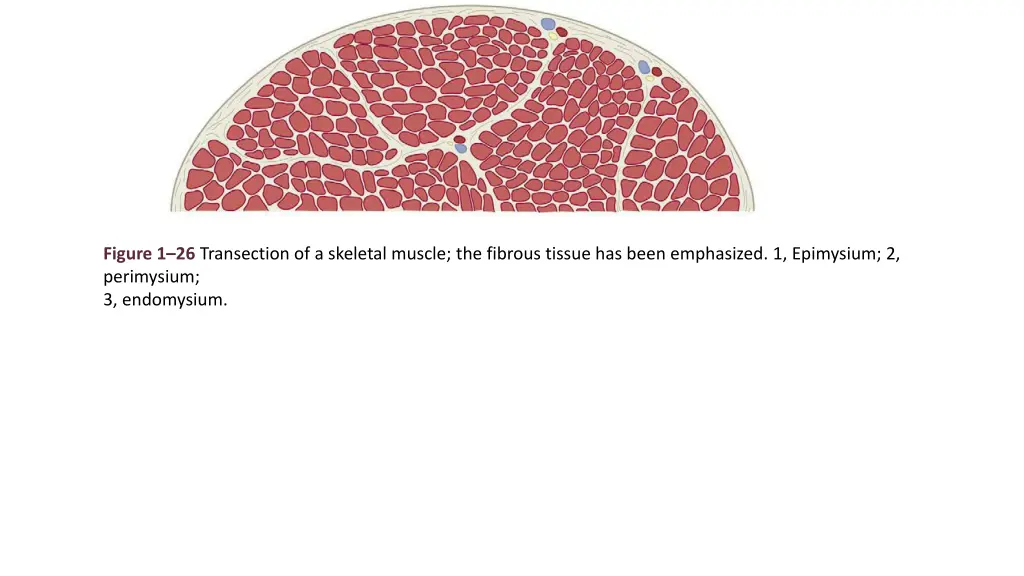figure 1 26 transection of a skeletal muscle