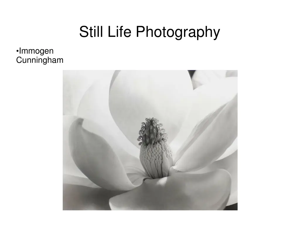 still life photography 13