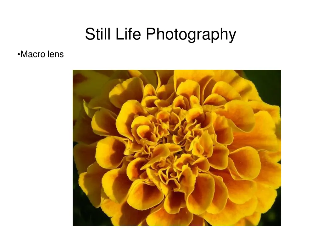 still life photography 28