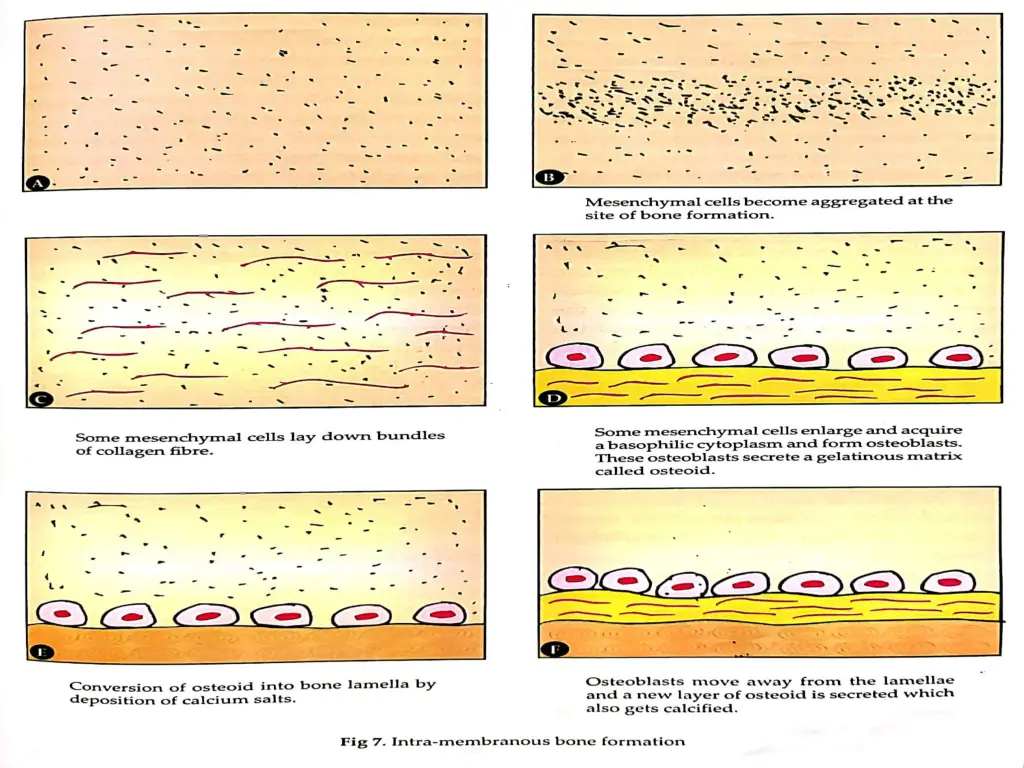 slide30