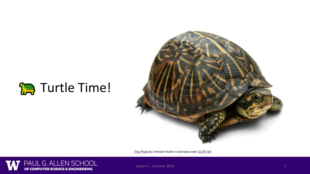 turtle time