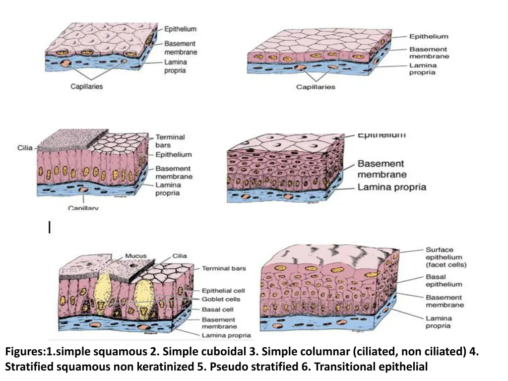 figures 1 simple squamous 2 simple cuboidal