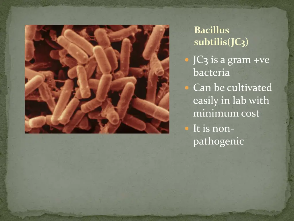 bacillus subtilis jc3
