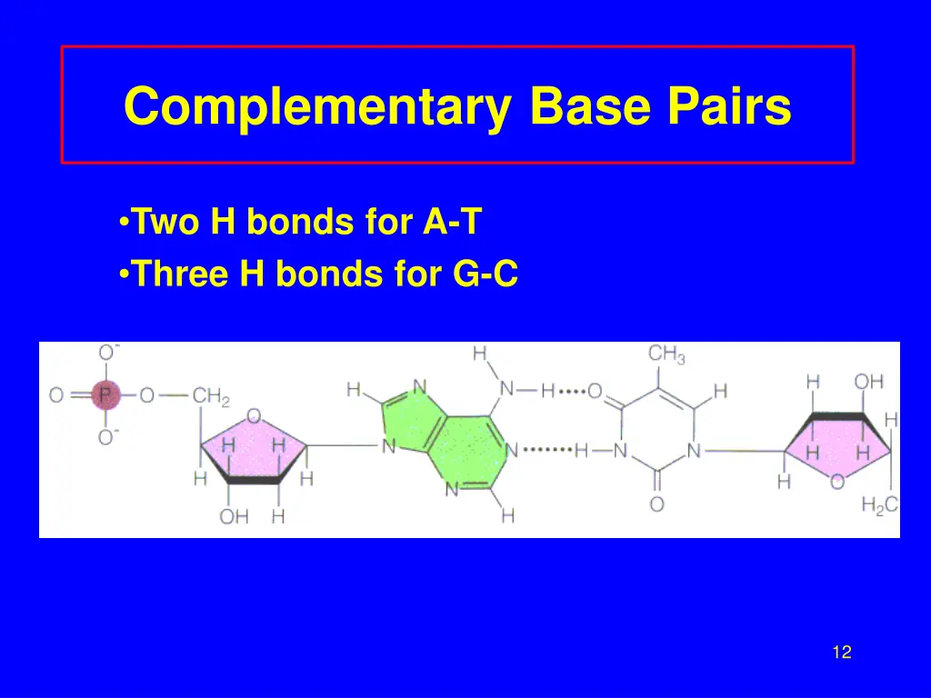complementary base pairs