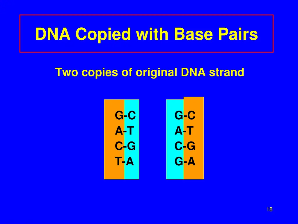 dna copied with base pairs