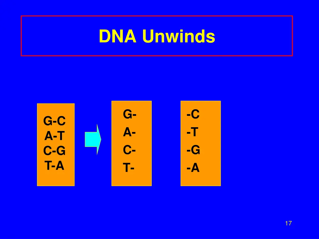 dna unwinds