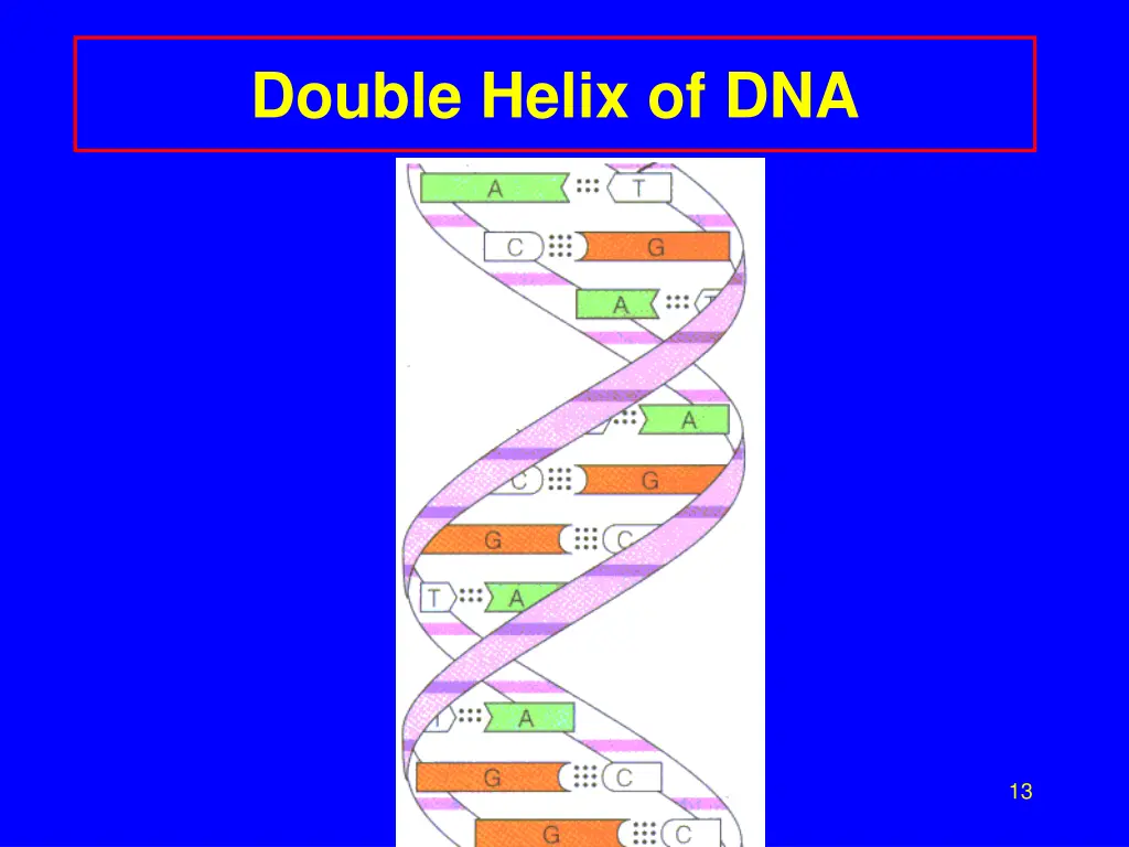double helix of dna 1