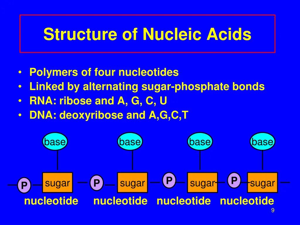 structure of nucleic acids