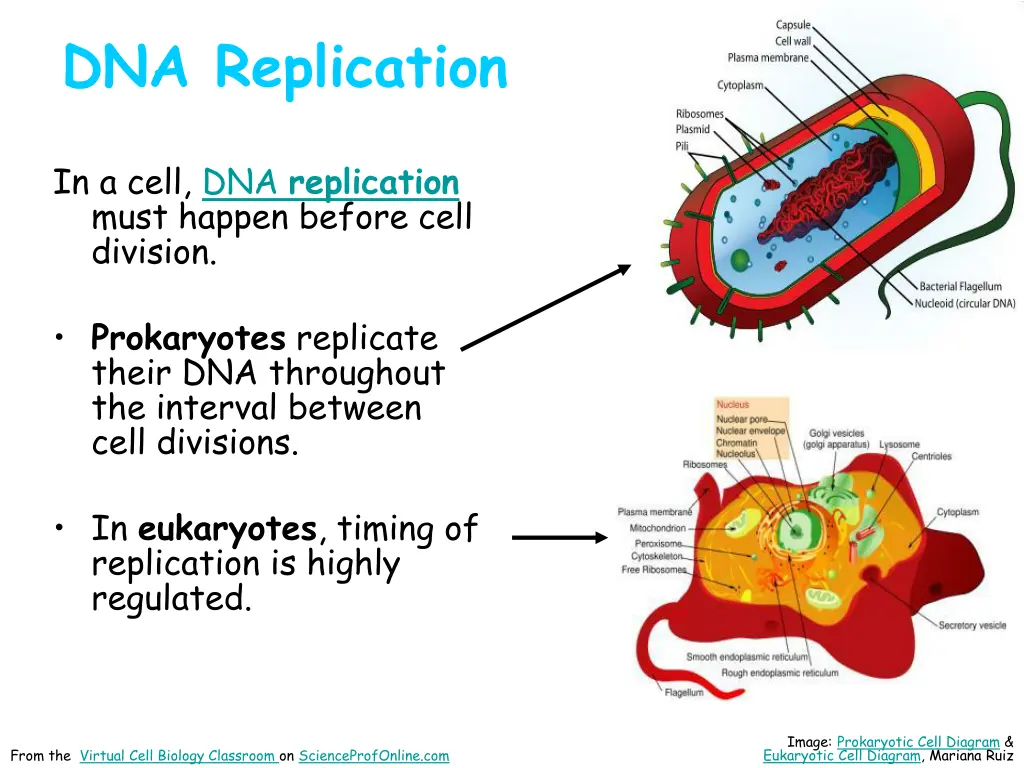 dna replication 1