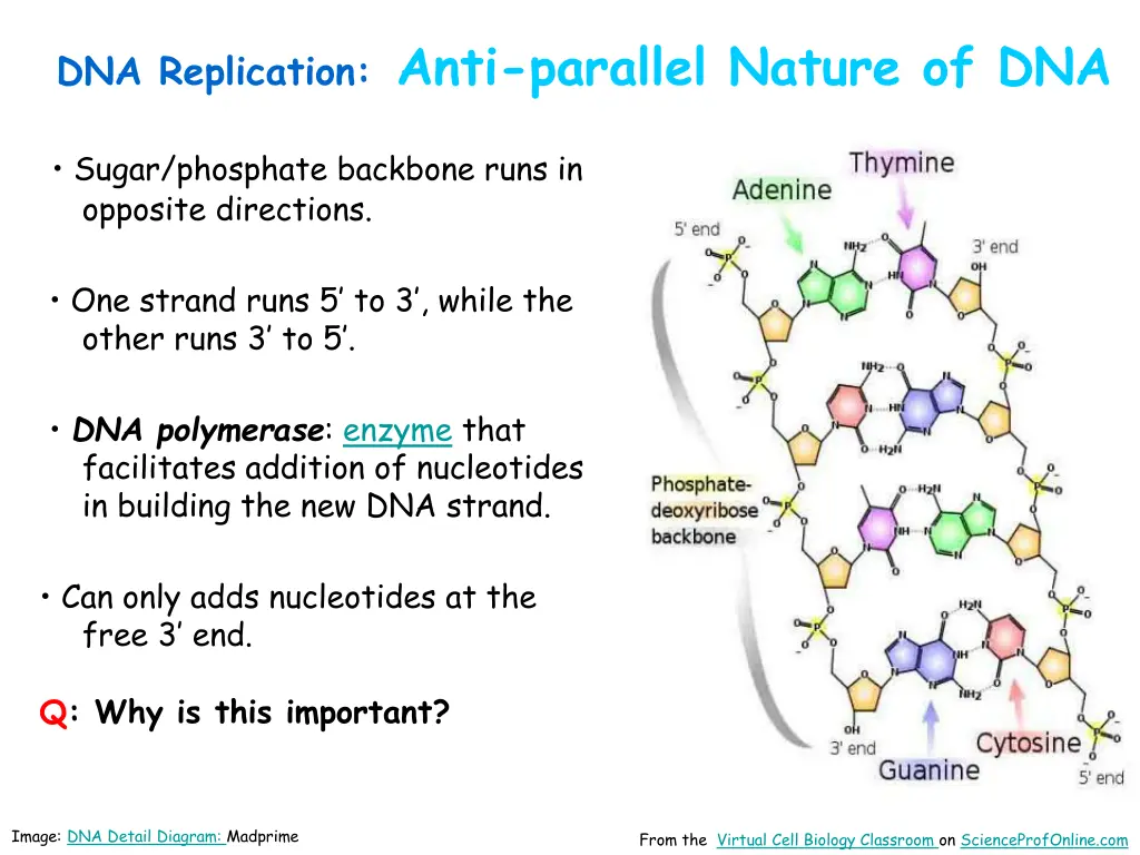 dna replication anti parallel nature of dna