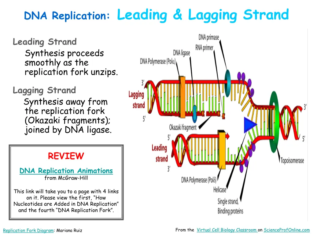 dna replication leading lagging strand