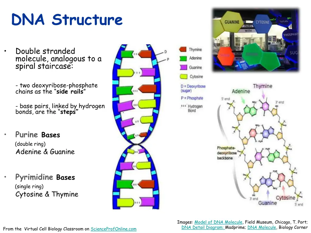 dna structure