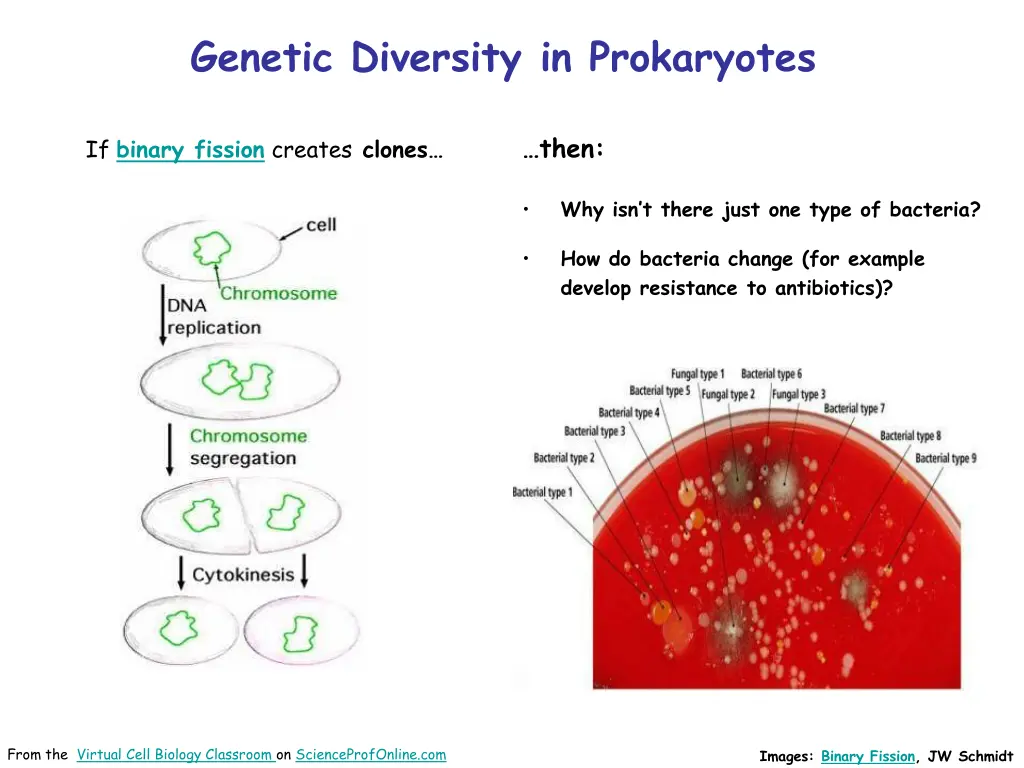 genetic diversity in prokaryotes