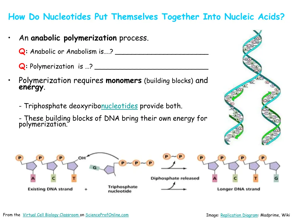 how do nucleotides put themselves together into