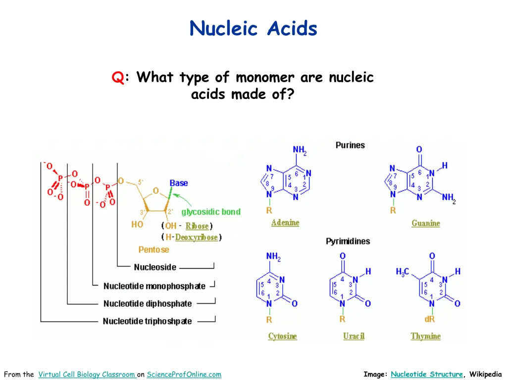 nucleic acids