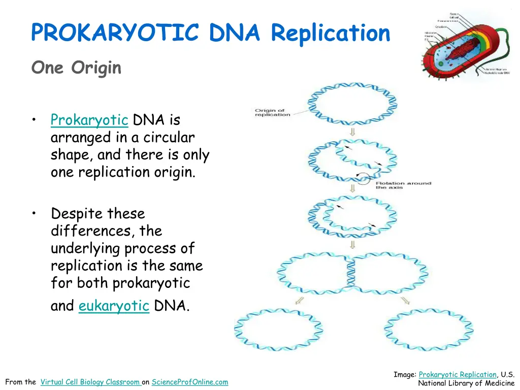 prokaryotic dna replication one origin