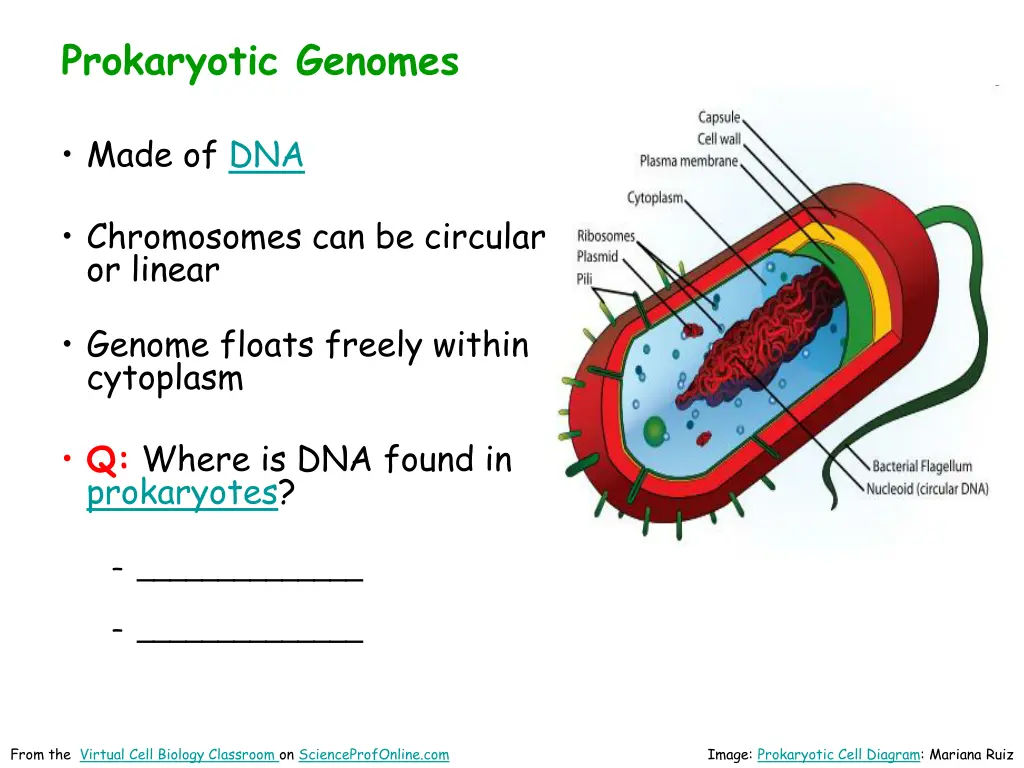 prokaryotic genomes