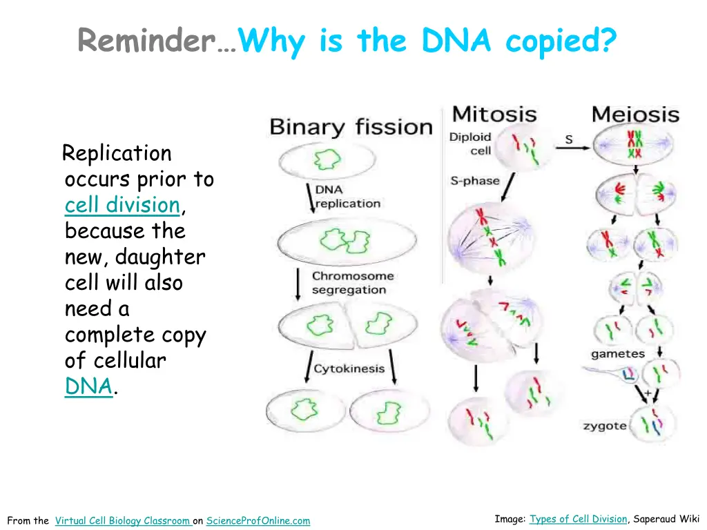 reminder why is the dna copied