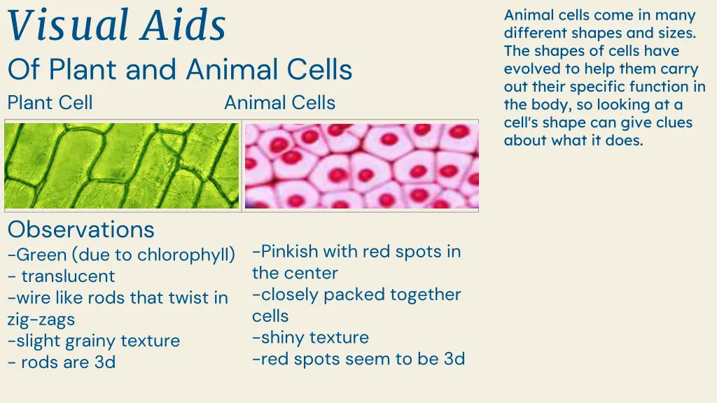 visual aids of plant and animal cells plant cell
