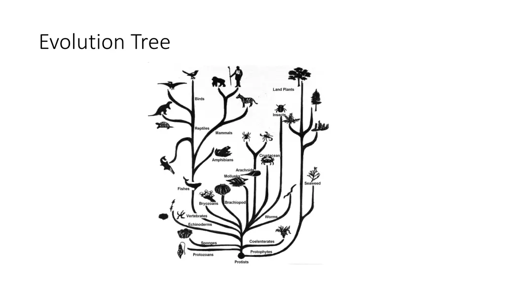 evolution tree