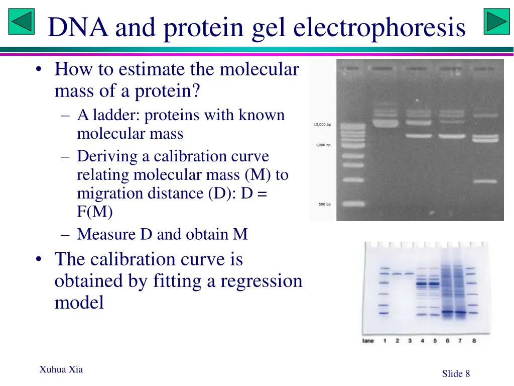 dna and protein gel electrophoresis