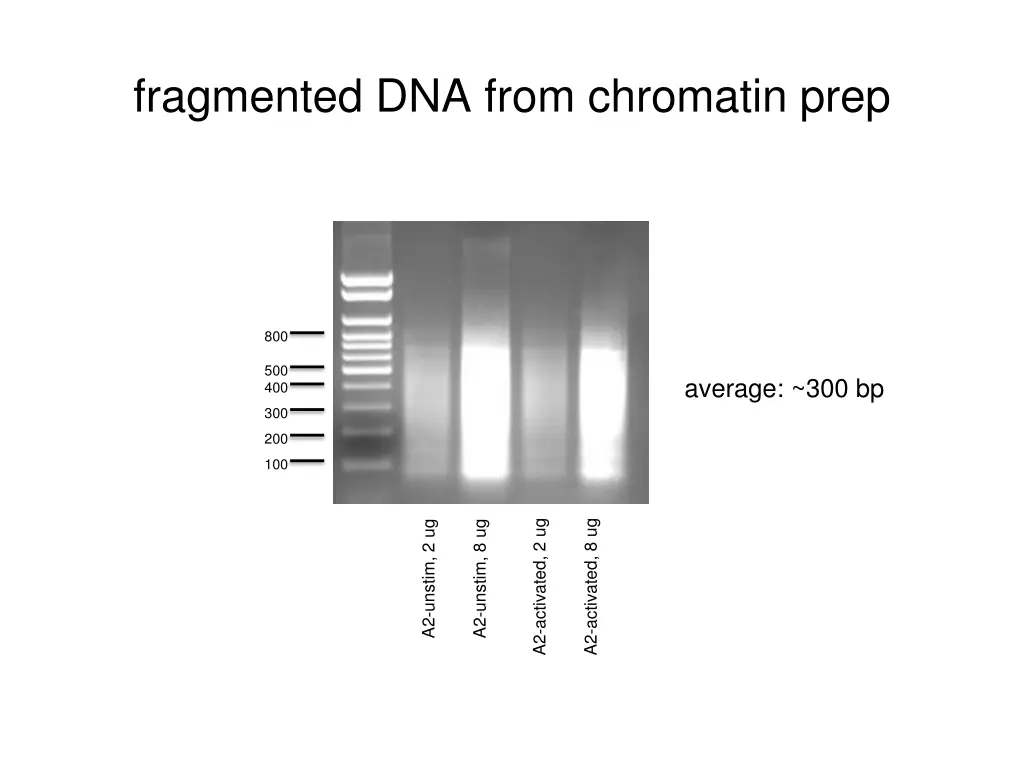 fragmented dna from chromatin prep
