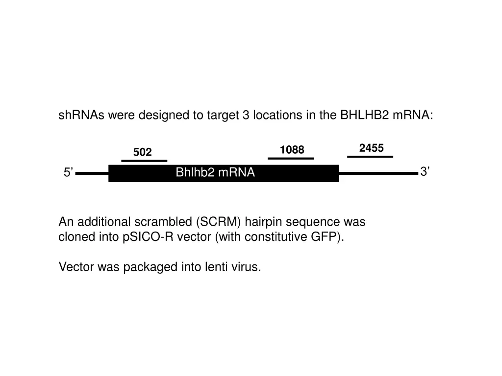 shrnas were designed to target 3 locations