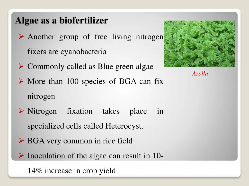 algae as a biofertilizer