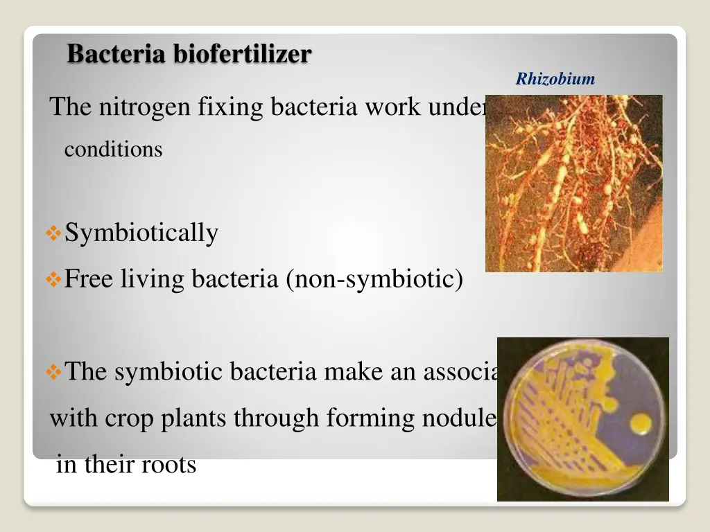 bacteria biofertilizer