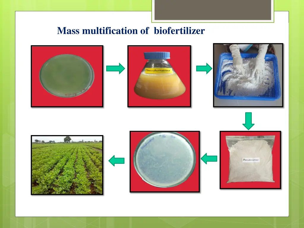 mass multification of biofertilizer