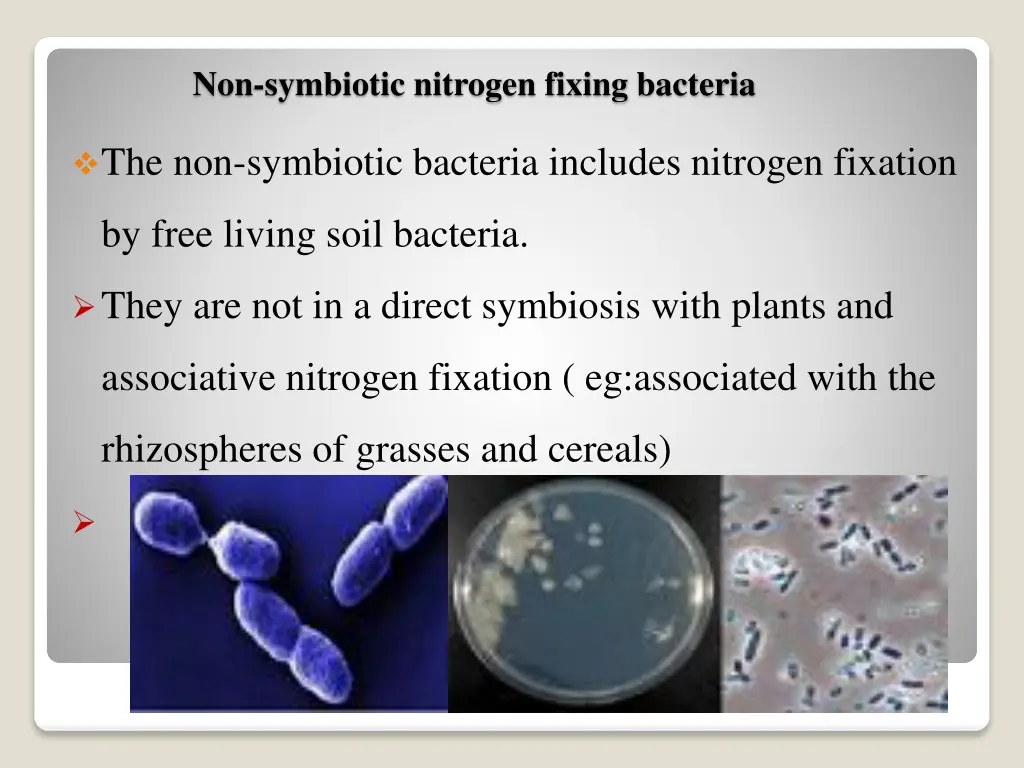 non symbiotic nitrogen fixing bacteria