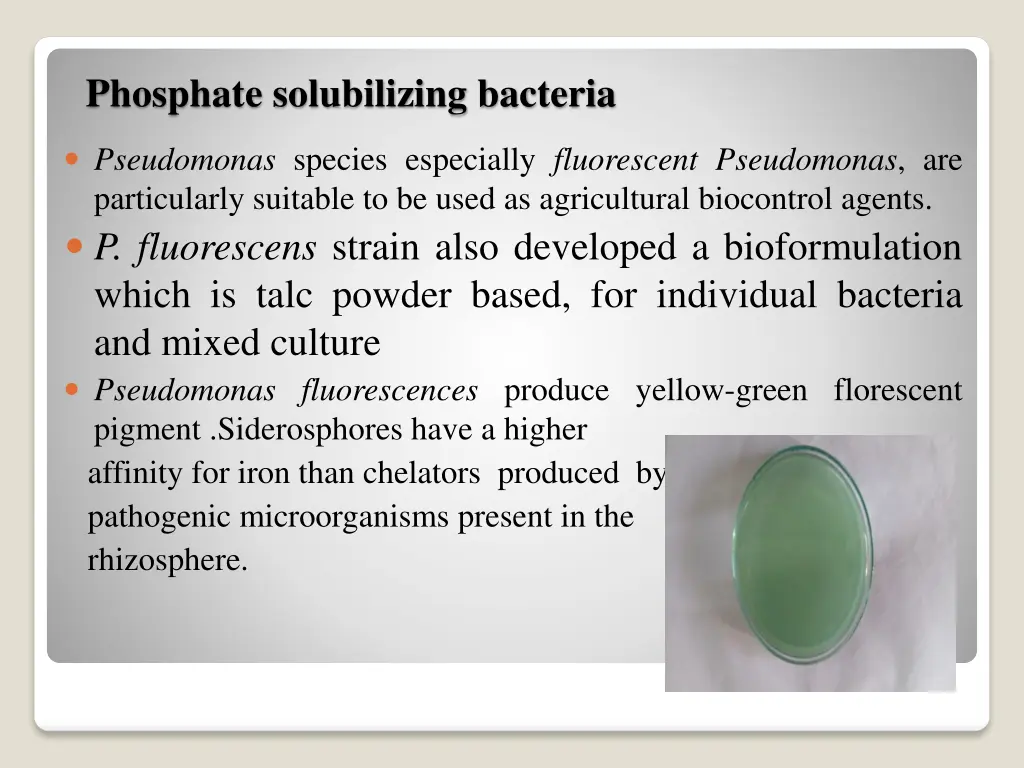 phosphate solubilizing bacteria