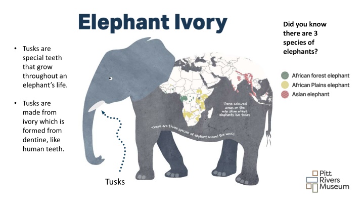 did you know there are 3 species of elephants